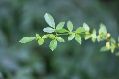 Parkta büyüyen yaprakları olan narin bir dal. Bahçedeki doğal sonbahar manzarası.