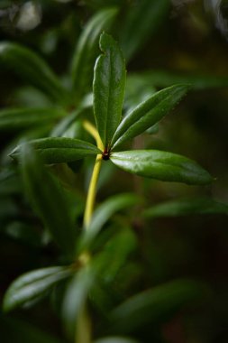 Çitlerdeki çalıların kalın, sert yeşil yaprakları. Parktaki güzel sonbahar manzarası.