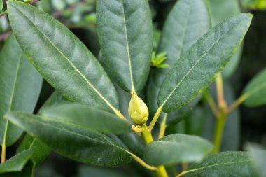Çitlerdeki çalıların kalın, sert yeşil yaprakları. Parktaki güzel sonbahar manzarası.