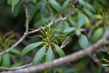 Çitlerdeki çalıların kalın, sert yeşil yaprakları. Parktaki güzel sonbahar manzarası.