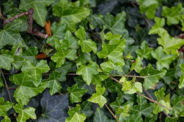 Parktaki güzel sarmaşık yaprakları. Hedera sarmal bahçede büyüyor..