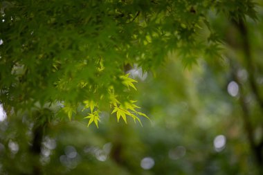 Parkta yetişen doğu akçaağaç yaprakları..