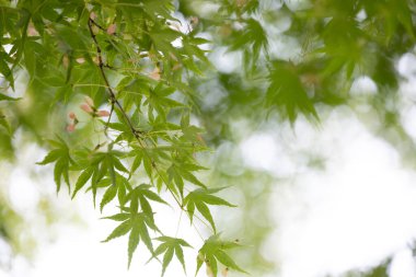 Parkta yetişen doğu akçaağaç yaprakları..