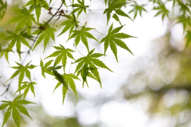 Parkta yetişen doğu akçaağaç yaprakları..