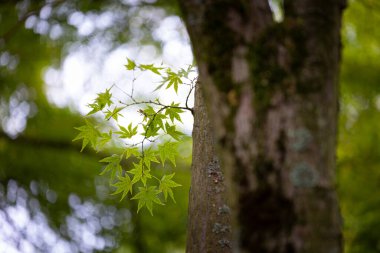 Parkta yetişen doğu akçaağaç yaprakları..