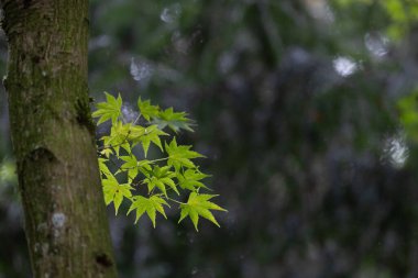 Parkta yetişen doğu akçaağaç yaprakları..