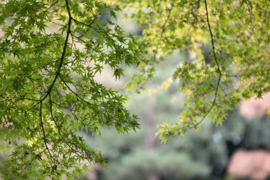 Parkta yetişen doğu akçaağaç yaprakları..