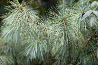 Uzun dikenli güzel çam ağacı dalları. Parkta yetişen kozalaklı ağaç..