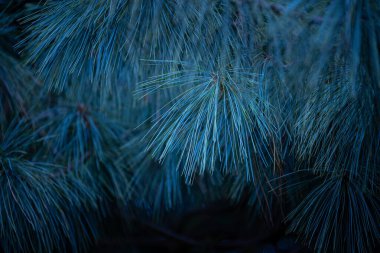 Uzun dikenli güzel çam ağacı dalları. Parkta yetişen kozalaklı ağaç..