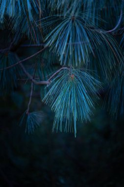 Uzun dikenli güzel çam ağacı dalları. Parkta yetişen kozalaklı ağaç..