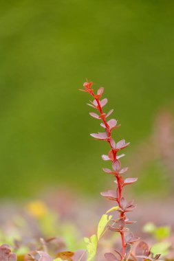 Çalı dalında güzel, narin pembe yapraklar. Parkta renkli sonbahar manzarası.