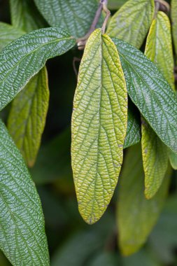 Parktaki çalılıklarda yetişen güzel, dokulu yeşil leaslar. Sonbahar yapraklarının detaylı yakın çekimi.