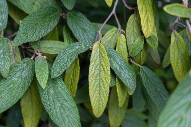 Parktaki çalılıklarda yetişen güzel, dokulu yeşil leaslar. Sonbahar yapraklarının detaylı yakın çekimi.