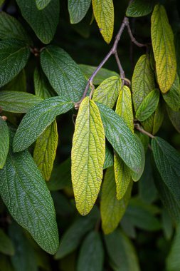 Parktaki çalılıklarda yetişen güzel, dokulu yeşil leaslar. Sonbahar yapraklarının detaylı yakın çekimi.