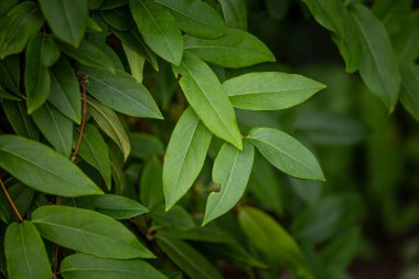 Sonbahar parkında güzel yeşil ağaç yaprakları. Doğal sonbahar manzarası.