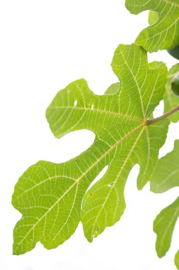 Sonbahar parkında güzel yeşil ağaç yaprakları. Doğal sonbahar manzarası.