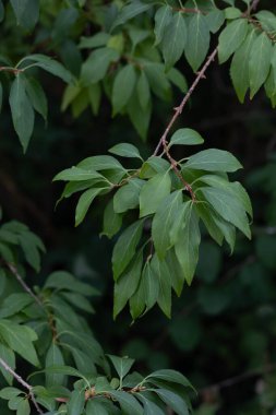 Sonbahar parkında güzel yeşil ağaç yaprakları. Doğal sonbahar manzarası.