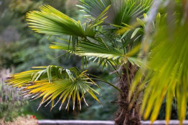 Sonbahar parkında güzel yeşil ağaç yaprakları. Doğal sonbahar manzarası.