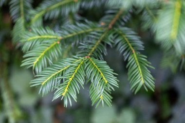 Koyu yeşil yapraklı güzel porsuk dalları. Parkta sık sık çalı var..