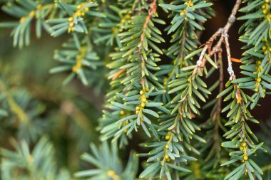 Koyu yeşil yapraklı güzel porsuk dalları. Parkta sık sık çalı var..