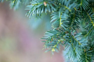 Koyu yeşil yapraklı güzel porsuk dalları. Parkta sık sık çalı var..