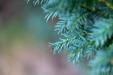 Koyu yeşil yapraklı güzel porsuk dalları. Parkta sık sık çalı var..