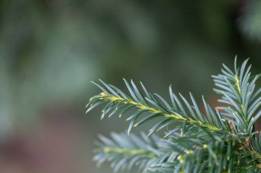 Koyu yeşil yapraklı güzel porsuk dalları. Parkta sık sık çalı var..