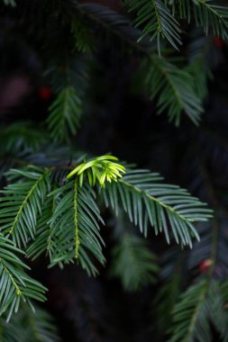 Koyu yeşil yapraklı güzel porsuk dalları. Parkta sık sık çalı var..