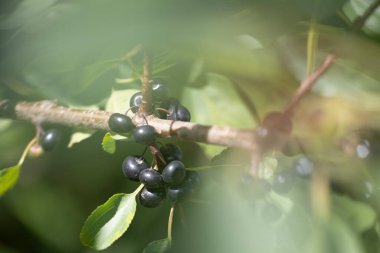 Prunus padus dallarında yetişen güzel siyah kiraz meyveleri. Letonya, Kuzey Avrupa 'nın doğal güneşli ormanlık manzarası.