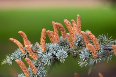 Dallarda yetişen ince kozalaklı güzel çiçekler. Sonbaharda doğal park manzarası..