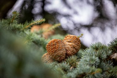 Dallarda büyüyen güzel kahverengi çam kozalakları. Sonbahar parkının doğal doğa manzarası.