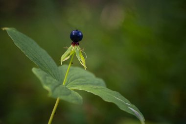 Paris bitkisinin güzel siyah böğürtlenleri. Paris kuadrifolia meyveli doğal ormanlık manzarası.