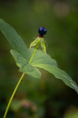 Paris bitkisinin güzel siyah böğürtlenleri. Paris kuadrifolia meyveli doğal ormanlık manzarası.