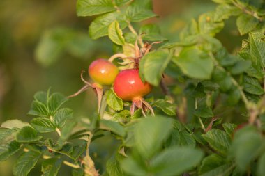 Yazın çalılıklarda yetişen güzel kırmızı gül kalçası meyveleri. Letonya, Kuzey Avrupa 'daki yerel bitkilerle doğal manzara.
