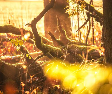 Yerli ağaçlarıyla güzel bir orman manzarası. Letonya 'nın ormanlarında sonbahar, Kuzey Avrupa.