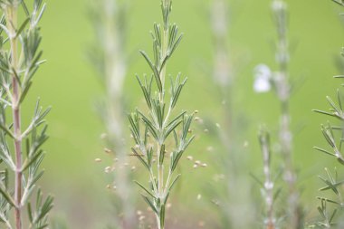 Çalı yapraklarıyla ilgili güzel detaylar. Doğal Park Manzarası.