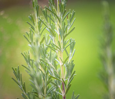 Çalı yapraklarıyla ilgili güzel detaylar. Doğal Park Manzarası.