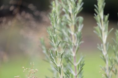Çalı yapraklarıyla ilgili güzel detaylar. Doğal Park Manzarası.