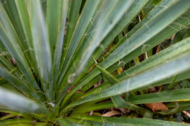Çalı yapraklarıyla ilgili güzel detaylar. Doğal Park Manzarası.