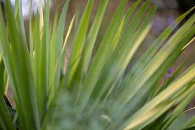Çalı yapraklarıyla ilgili güzel detaylar. Doğal Park Manzarası.