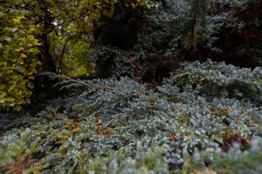 Çalı yapraklarıyla ilgili güzel detaylar. Doğal Park Manzarası.