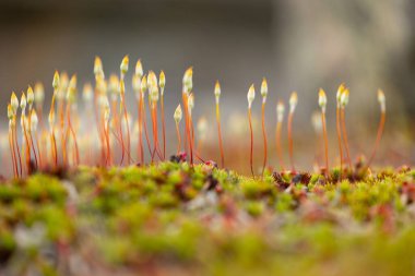 İsveç 'te bahar aylarında küçük, güzel yosun çiçekleri. İskandinavya 'nın doğal manzarası.