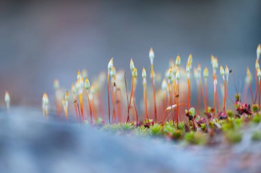 İsveç 'te bahar aylarında küçük, güzel yosun çiçekleri. İskandinavya 'nın doğal manzarası.