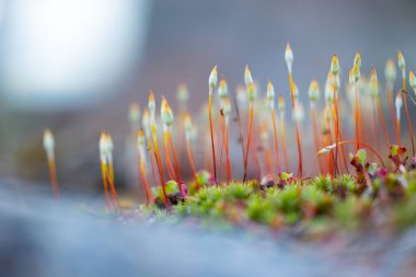 İsveç 'te bahar aylarında küçük, güzel yosun çiçekleri. İskandinavya 'nın doğal manzarası.