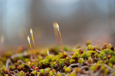 İsveç 'te bahar aylarında küçük, güzel yosun çiçekleri. İskandinavya 'nın doğal manzarası.