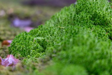 Sonbahar ormanlarında yetişen güzel yeşil yosunlar. Letonya, Kuzey Avrupa 'daki doğal manzara.