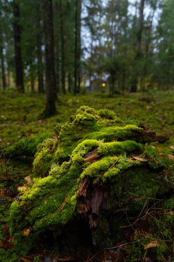 Sonbahar ormanlarında yetişen güzel yeşil yosunlar. Letonya, Kuzey Avrupa 'daki doğal manzara.