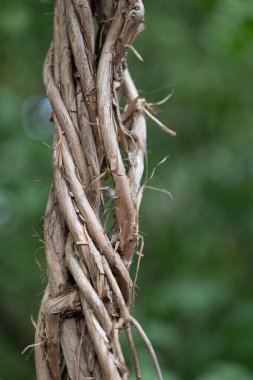 Yeşil yapraklara dolanmış güzel ahşap sarmaşıklar. NAtural Park Manzarası.