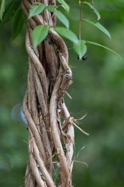 Yeşil yapraklara dolanmış güzel ahşap sarmaşıklar. NAtural Park Manzarası.