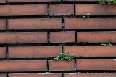 Kırmızı tuğla duvarda büyüyen küçük, güzel bitkiler. Almanya 'da güzel bir sonbahar park manzarası.